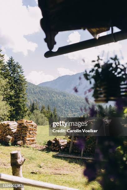 two cows grazing on pastures next to a traditional mountain hut in the bavarian alps - feldweg grüne wiese kühe stock-fotos und bilder