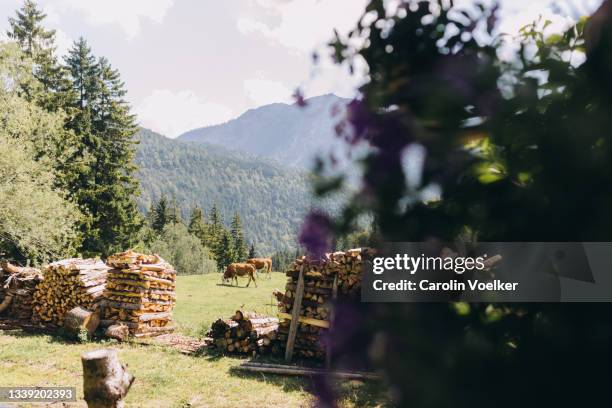 two cattle grazing on a pasture next to a house overlooking the bavarian mountain range - feldweg grüne wiese kühe stock-fotos und bilder