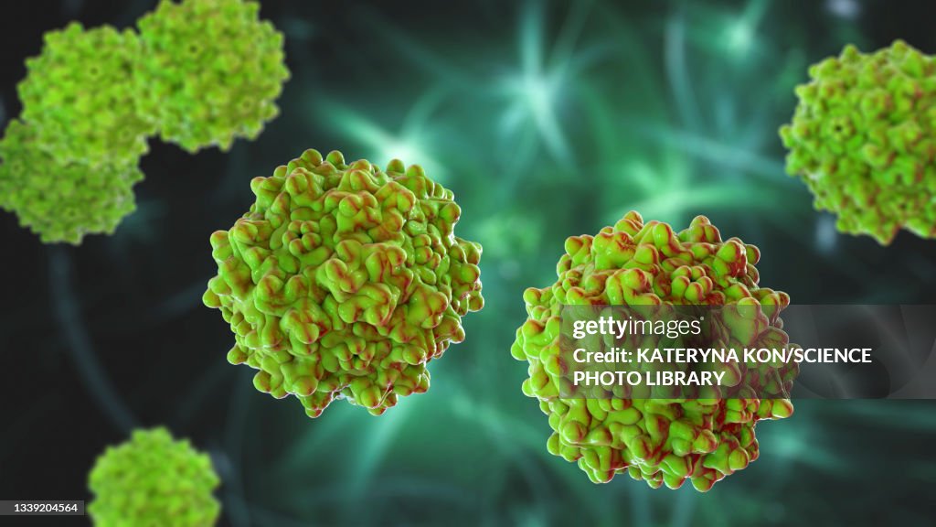 Adeno-associated viruses, illustration