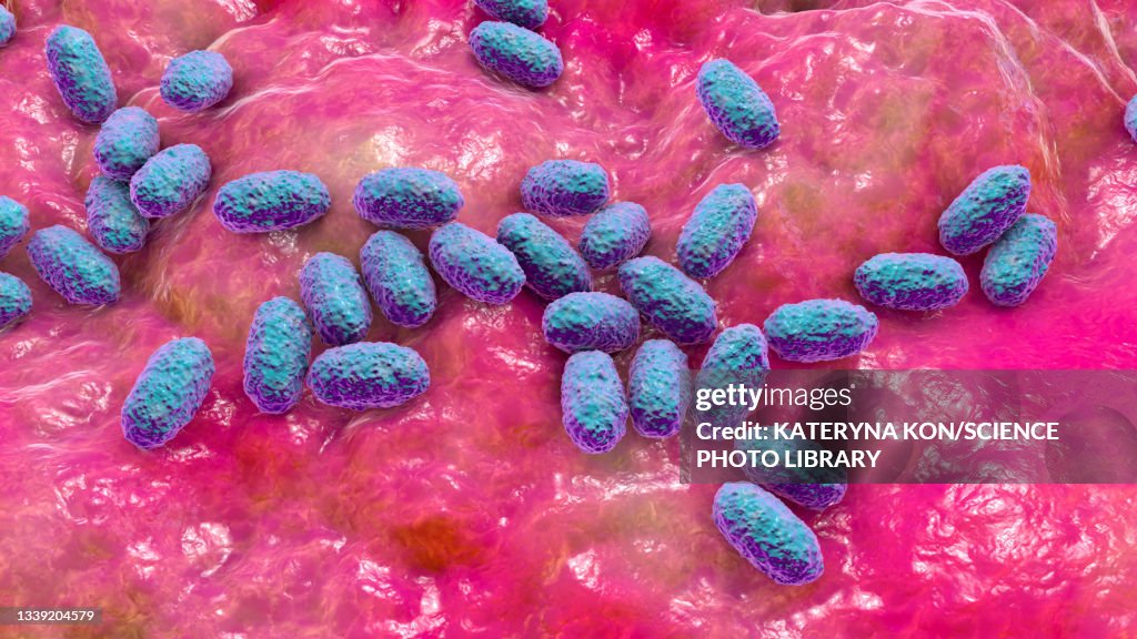 Bordetella pertussis, illustration