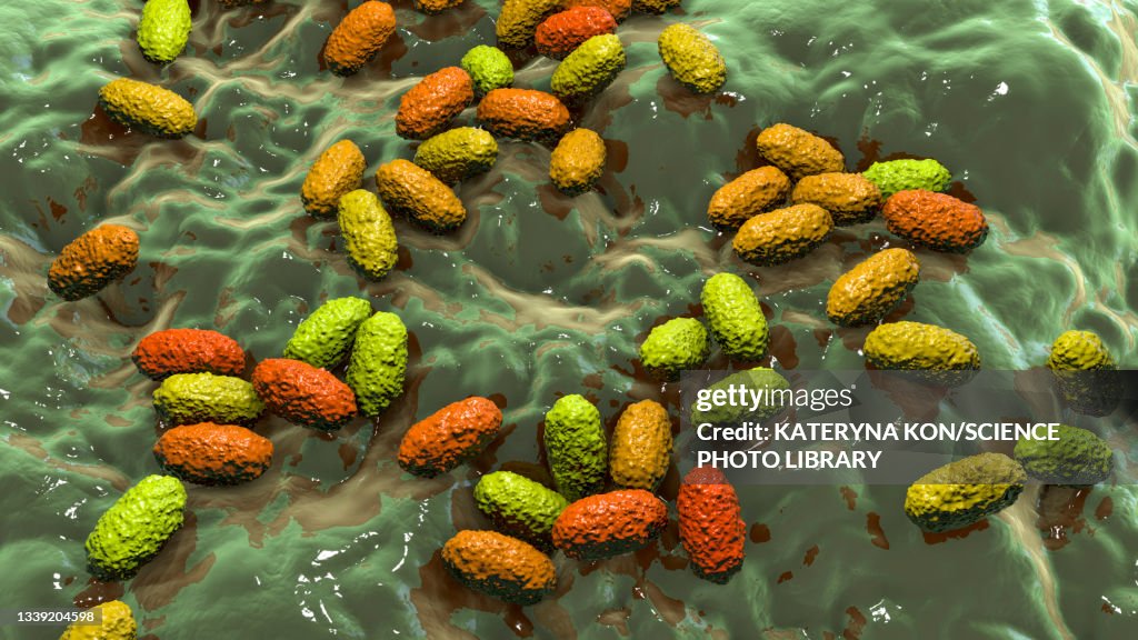 Bordetella pertussis, illustration