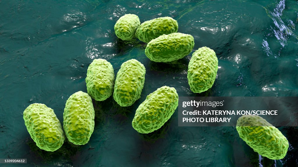 Bordetella pertussis, illustration