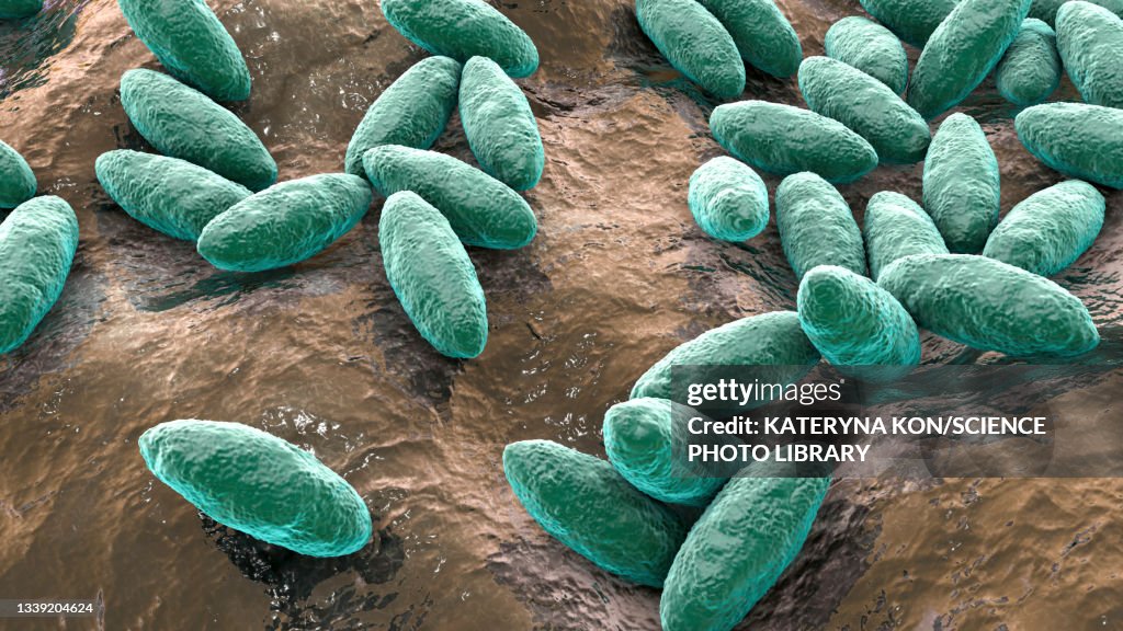 Brucella bacteria, illustration