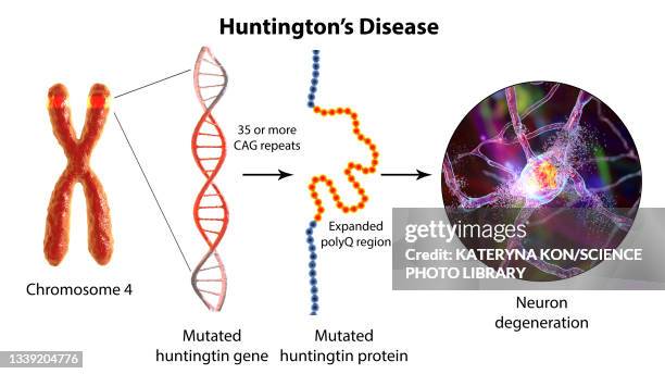 molecular genesis of huntington's disease, 3d illustration - glutamine stock illustrations