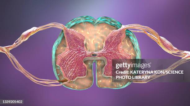 Spinal Cardinal Spinal Cord Neurons Photos and Premium High Res Pictures - Getty Images