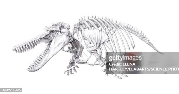 ilustrações, clipart, desenhos animados e ícones de orca skeleton, illustration - animal skeleton