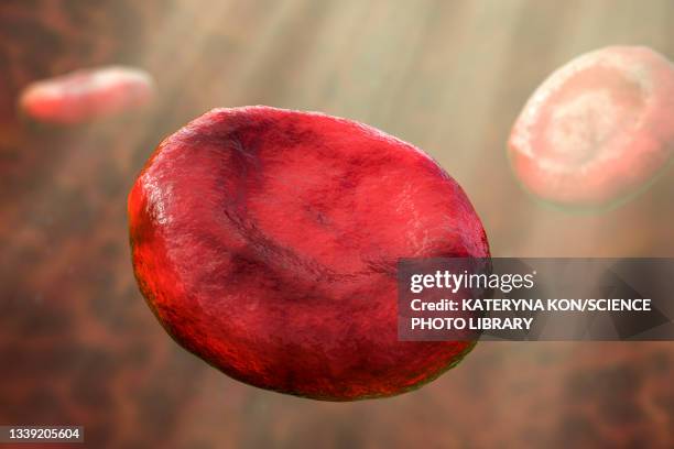 Normal Red Cell 182 Normal Red Blood Cells Stock Photos, High-Res Pictures, and Images ...