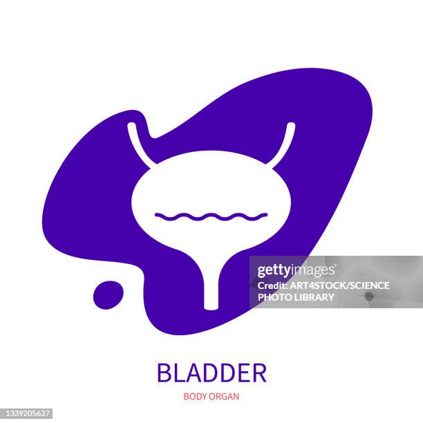 human bladder, conceptual illustration - urinary tract infection stock illustrations