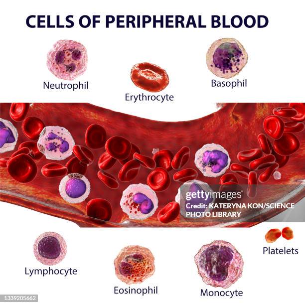 blood cells, illustration - red blood cell white background stock illustrations