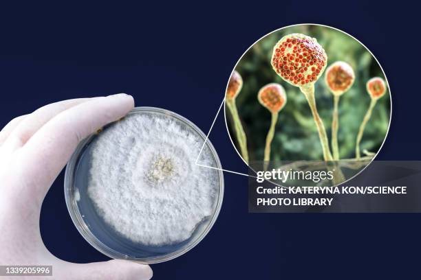 pin mould (mucor sp.), composite image - infected mushroom stock illustrations