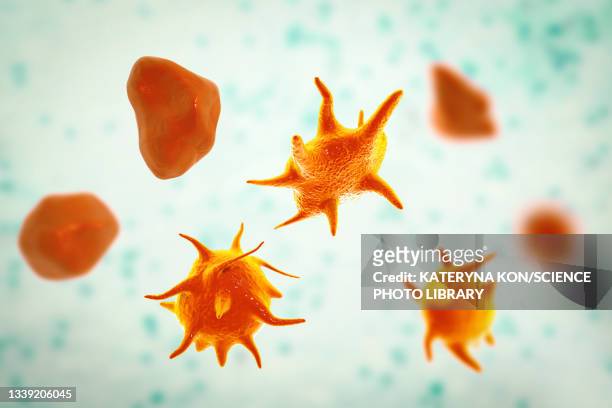 activated and non-activated platelets, illustration - fibrin stock illustrations