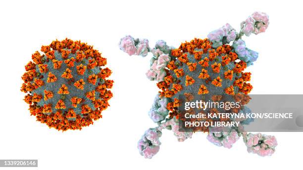 antibodies responding to covid-19 coronavirus, illustration - マクロファージ点のイラスト素材／クリップアート素材／マンガ素材／アイコン素材