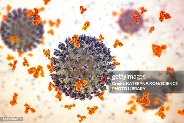 illustrazioni stock, clip art, cartoni animati e icone di tendenza di antibodies responding to covid-19 coronavirus, illustration - macrofago