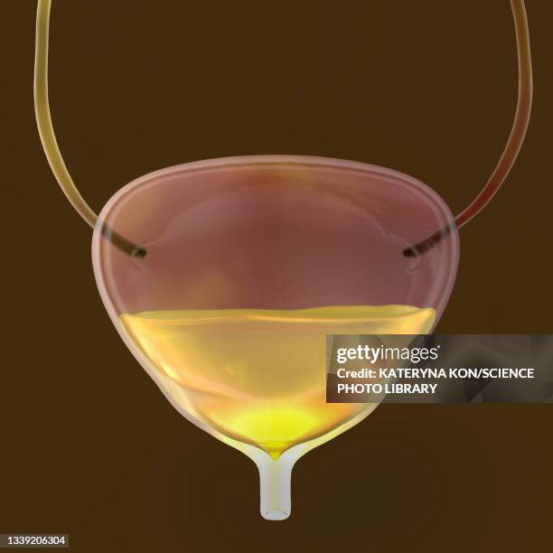 Bladder Pnet 54 Full Bladder Stock Photos, High-Res Pictures, and Images - Getty Images