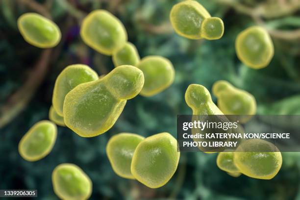 Endocryptococcus 60 Cryptococcus Stock Photos, High-Res Pictures, and Images - Getty Images