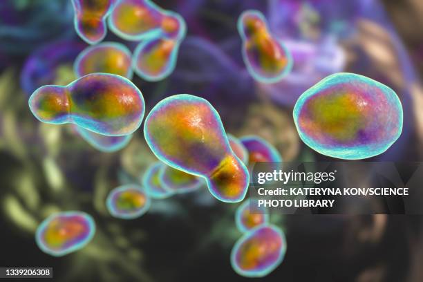 Cryptococcus Drawing 46 Cryptococcus Neoformans Stock Photos, High-Res Pictures, and Images ...