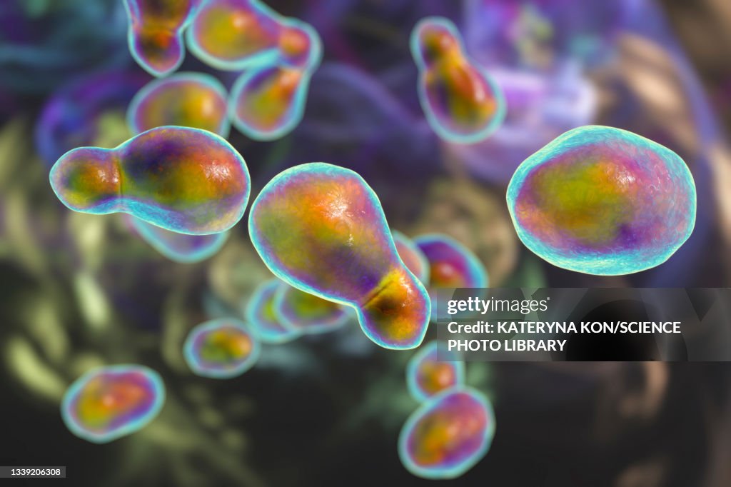 Cryptococcus neoformans fungus, illustration