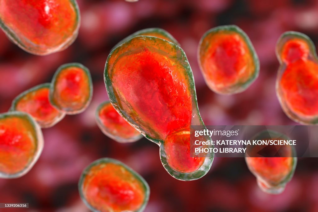 Cryptococcus neoformans fungus, illustration
