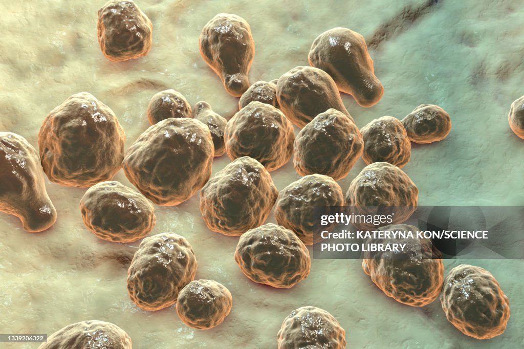 Cryptococcus neoformans fungus, illustration