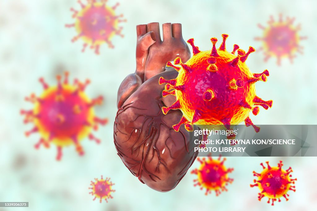 Covid-19 viruses affecting the heart, illustration