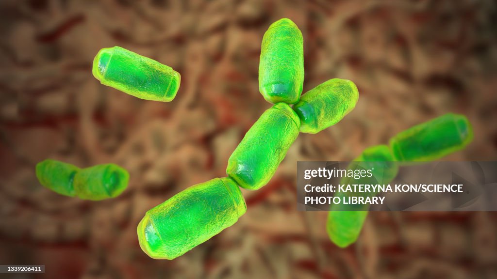 Intestine archaea Methanobrevibacter smithii, illustration