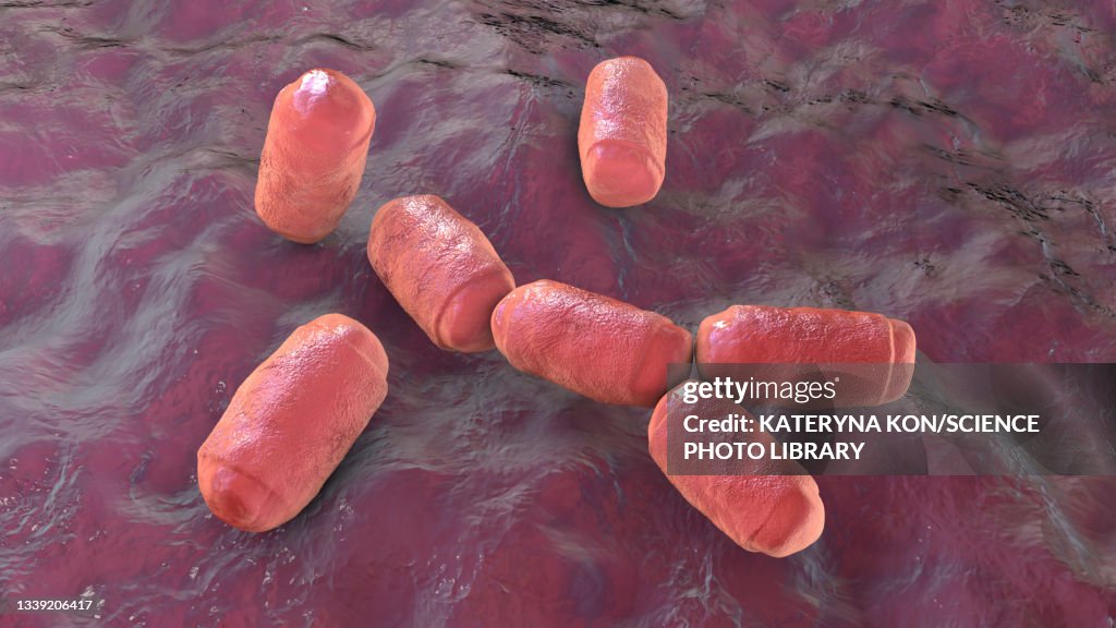 Intestine archaea Methanobrevibacter smithii, illustration