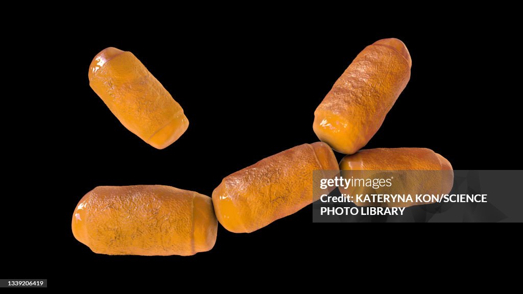 Intestine archaea Methanobrevibacter smithii, illustration