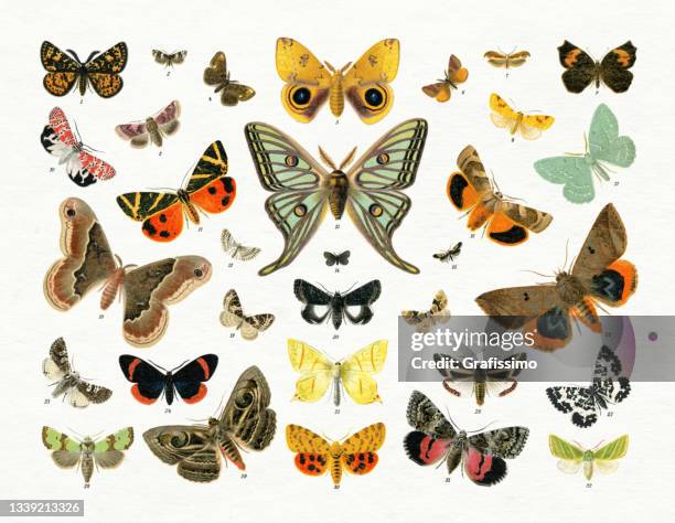 illustrations, cliparts, dessins animés et icônes de collection d’illustrations de papillons et de papillons de nuit 1898 - papillon de nuit