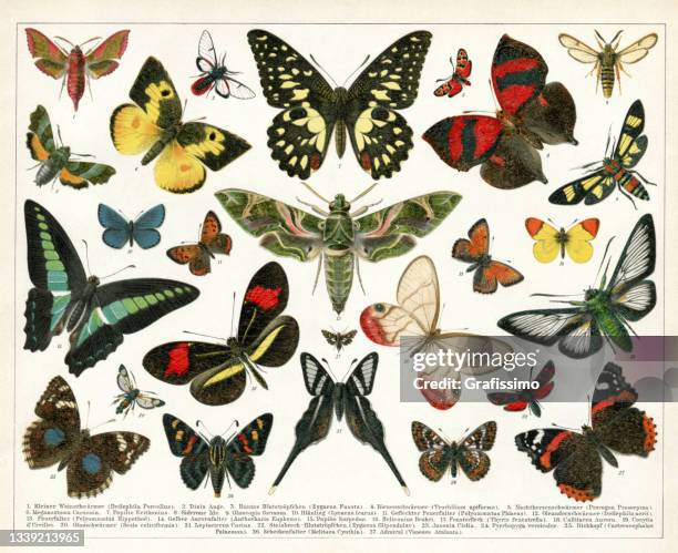 ilustrações, clipart, desenhos animados e ícones de coleção de borboleta e ilustração de mariposa 1898 - enciclopédia