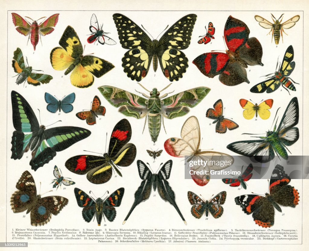 Collection of Butterfly and moth illustration 1898