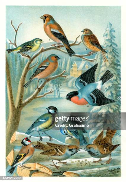 illustrazioni stock, clip art, cartoni animati e icone di tendenza di gruppo di uccelli canori colorati illustrazione di diversi uccelli 1898 - encyclopaedia