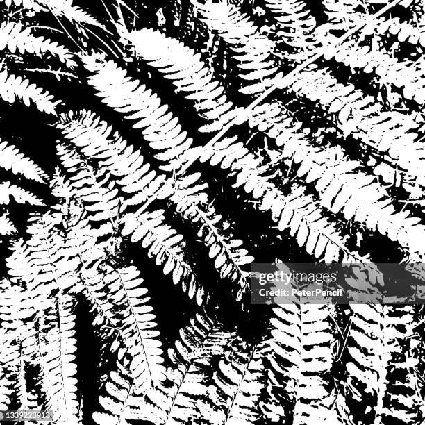 fern leaves - grunge texture. black dusty scratchy pattern. abstract grainy background. vector design artwork. textured effect. crack. - fern stock illustrations