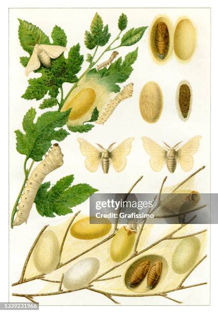 silkworm eating on mulberry bush producing silk 1898 - silk moth stock illustrations