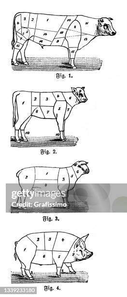 ilustrações de stock, clip art, desenhos animados e ícones de diagram cutting meat of cow pig and sheep for butcher 1898 - calf