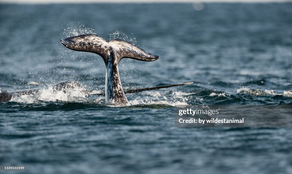 Narwals at the surface, Baffin Island, Canadian Arctic.