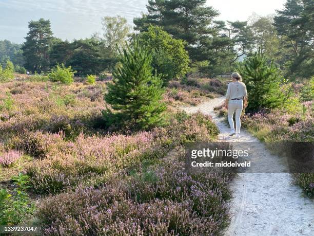 woman having a walk in the after summer heath - heather stockfoto's en -beelden