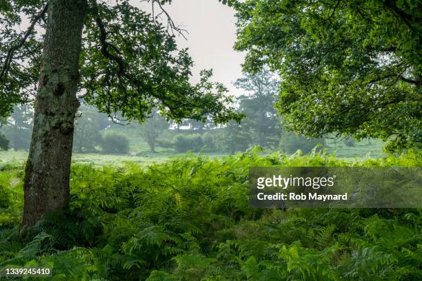 late summer tree in national park, uk - nature reserve stock pictures, royalty-free photos & images