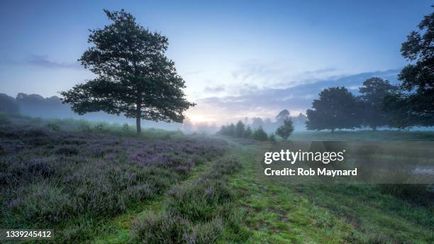 summer in lord piece common, south downs, sussex, uk - 空き地 ストックフォトと画像