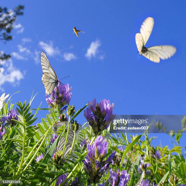 butterflies and grasshoppers - grasshopper stock pictures, royalty-free photos & images