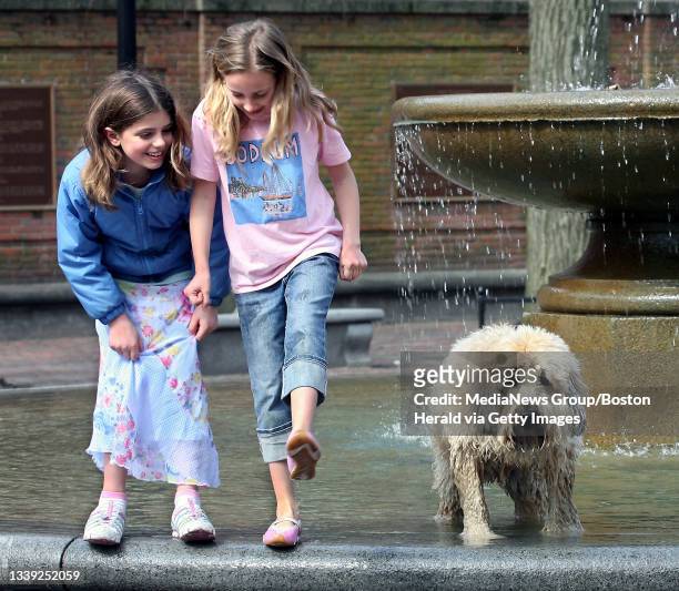 Bailey the Wheaton Terrier can't figure out how to balance on the edge of a North End fountain without getting wet, like his friends Danni Pezzuto...