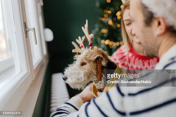waiting for santa claus with our dog - christmas puppy stock pictures, royalty-free photos & images