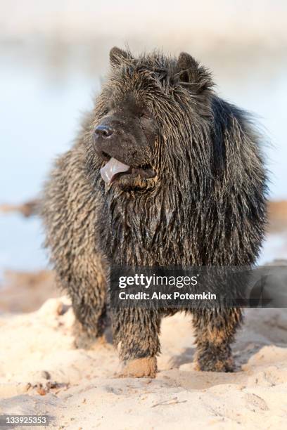 wet dirty black chow-chow - puppy chow stock pictures, royalty-free photos & images