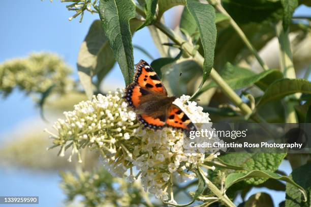 summer with the butterfly - butterfly white background stockfoto's en -beelden