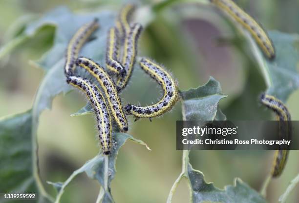caterpillars eating the greens - caterpillar stock pictures, royalty-free photos & images