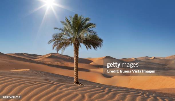 palm tree in the desert - the palm dubai stock-fotos und bilder