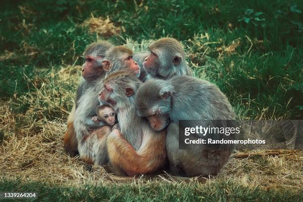 monkey family - wereld natuur fonds stockfoto's en -beelden