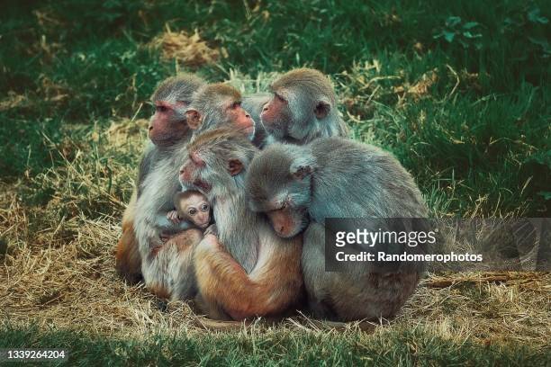 monkey family - rhesus macaque stock pictures, royalty-free photos & images