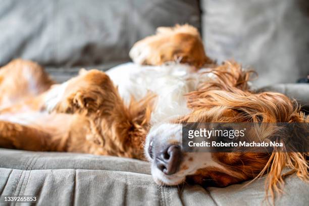 close-up of a dog pet - cocker spaniel 個照片及圖片檔