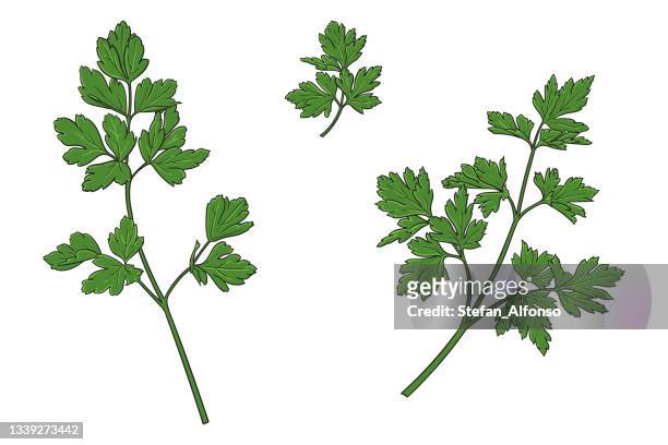 vector illustration of parsley - curly parsley stock illustrations