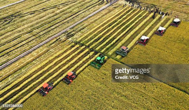 Aerial view of combine harvesters working at a paddy field of agricultural conglomerate Beidahuang Group on September 7, 2021 in Shuangyashan,...